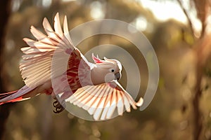 A vibrant Galah Cockatoo takes flight