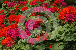 Vibrant Garden with Red and Pink Geraniums