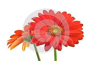 Vibrant Gerbera Daisy