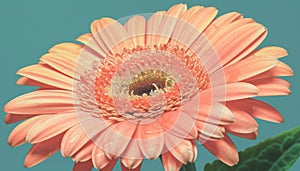 Vibrant gerbera daisy blossom, close up with dew drops generated by AI