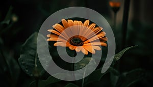 Vibrant gerbera daisy blossom in meadow, surrounded by wildflowers generated by AI