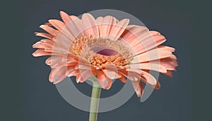 Vibrant gerbera daisy blossom in nature beauty, close up and fresh generated by AI