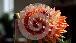 Vibrant gerbera daisy bouquet brings summer indoors generated by AI