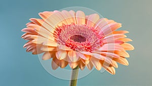 Vibrant gerbera daisy, close up of single flower beauty in nature generated by AI