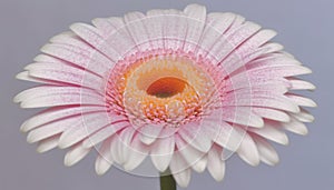 Vibrant gerbera daisy, a gift of love in nature beauty generated by AI