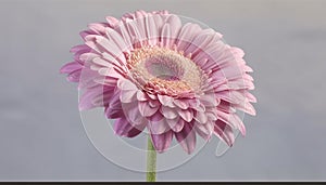 Vibrant gerbera daisy, a single flower showcasing beauty in nature generated by AI