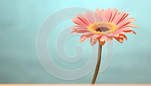 Vibrant gerbera daisy, a symbol of love and fragility generated by AI