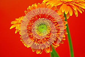 Vibrant Gerbera Flowers