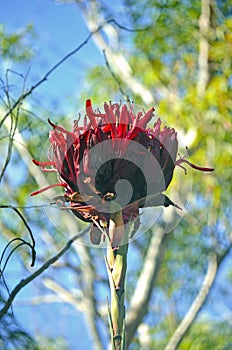 Vibrant giant red Gymea Lily