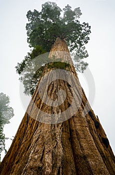 Vibrant gigantic Sequoia Tree in California