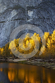 Vibrant golden sunlit trees reflected in water below rockface