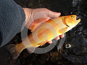 Vibrant Golden Trout