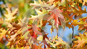 Vibrant golden, yellow, orange and green oak leaves sway in breeze on sunny autumn day