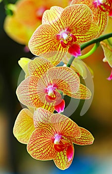 Vibrant golden yellow phalaenopsis orchids