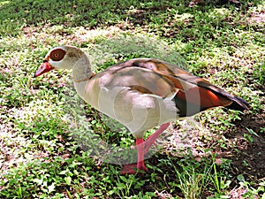 Vibrant goose
