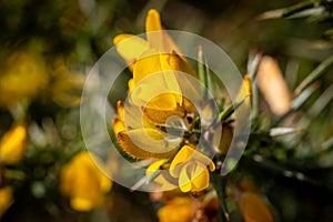 Vibrant gorse flowers in bloom, with a shallow depth of field