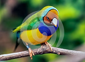 Vibrant Gouldian finch bird perched atop a tree branch