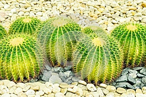 Vibrant green barrel cacti, symmetrically arranged among smooth pebbles