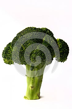 Vibrant Green Broccoli Floret on a White Background