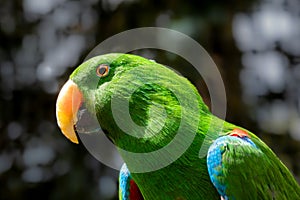 Vibrant green eclectus parrot, eclectus roratus