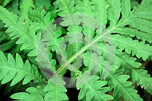 Vibrant green fern background