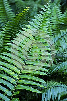 Vibrant Green Fern Plant in the Tropics