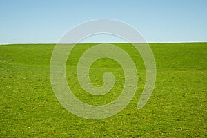 Vibrant green field and blue sky