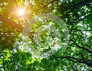 Vibrant Green Forest Canopy with Sunlight Streaming Through the Leaves in Springtime