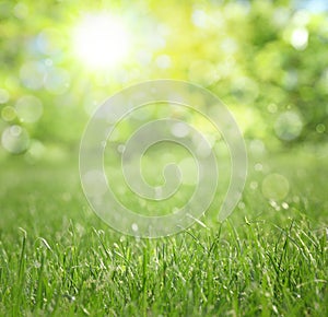 Vibrant green grass outdoors on sunny day