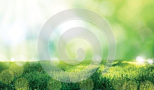 Vibrant green grass outdoors on sunny day. Banner design