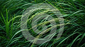 Vibrant Green Grass in a Sunny Field