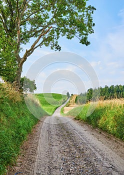 Vibrant green grass and trees growing in the countryside in summertime. A dirt road leading to the soothing, quiet rural