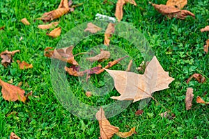 Vibrant Green Grass Under Fall Maple Leaves Ground Autumn Season