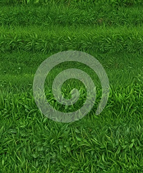 Vibrant green grass vector border, seamless repeat Ideal for spring designs , weed, eco, environment