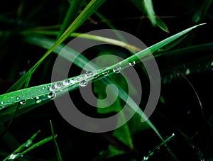 Vibrant green grass with water drops on a field
