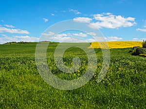Vibrant green grassland, bright yellow rapeseed field and blue sky with clouds in North France