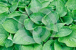 Vibrant green hosta plant leaves with dew drops, showcasing detailed vein textures