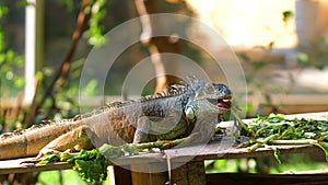 Vibrant green iguana basking in sunlight