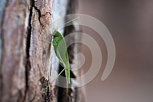 Vibrant green insect perched on a tree trunk.