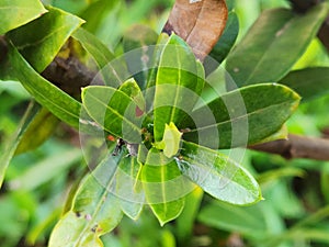 Vibrant Green Ixora Leaves: A Close-Up Botanical Portrait