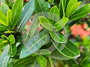 Vibrant Green Ixora Leaves: A Close-Up Botanical Portrait