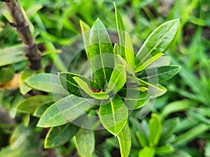 Vibrant Green Ixora Leaves: A Close-Up Botanical Portrait