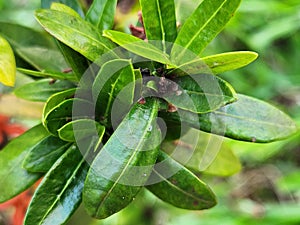 Vibrant Green Ixora Leaves: A Close-Up Botanical Portrait