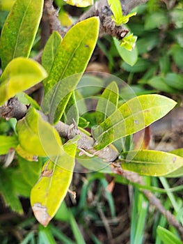 Vibrant Green Ixora Leaves: A Close-Up Botanical Portrait