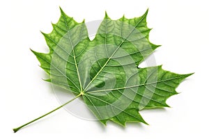 Green leaf with sharp edges isolated on white background. A green leaf with sharp edges isolated on a white background, showcasing photo