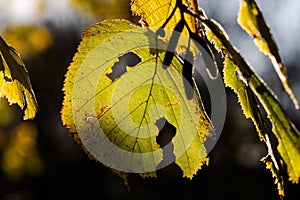 Vibrant green leaf with unique circular punctures in the center, illuminated by a beam of sunshine