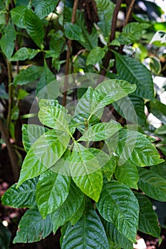 Vibrant green leaves of breaking root, wild coffee, psychotria nervosa rubiaceae