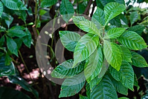 Vibrant green leaves of breaking root, wild coffee, psychotria nervosa rubiaceae photo