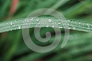 Vibrant Green Leaves with water drops