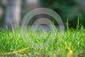Vibrant Green in Macro: Fresh Grass Up-Close